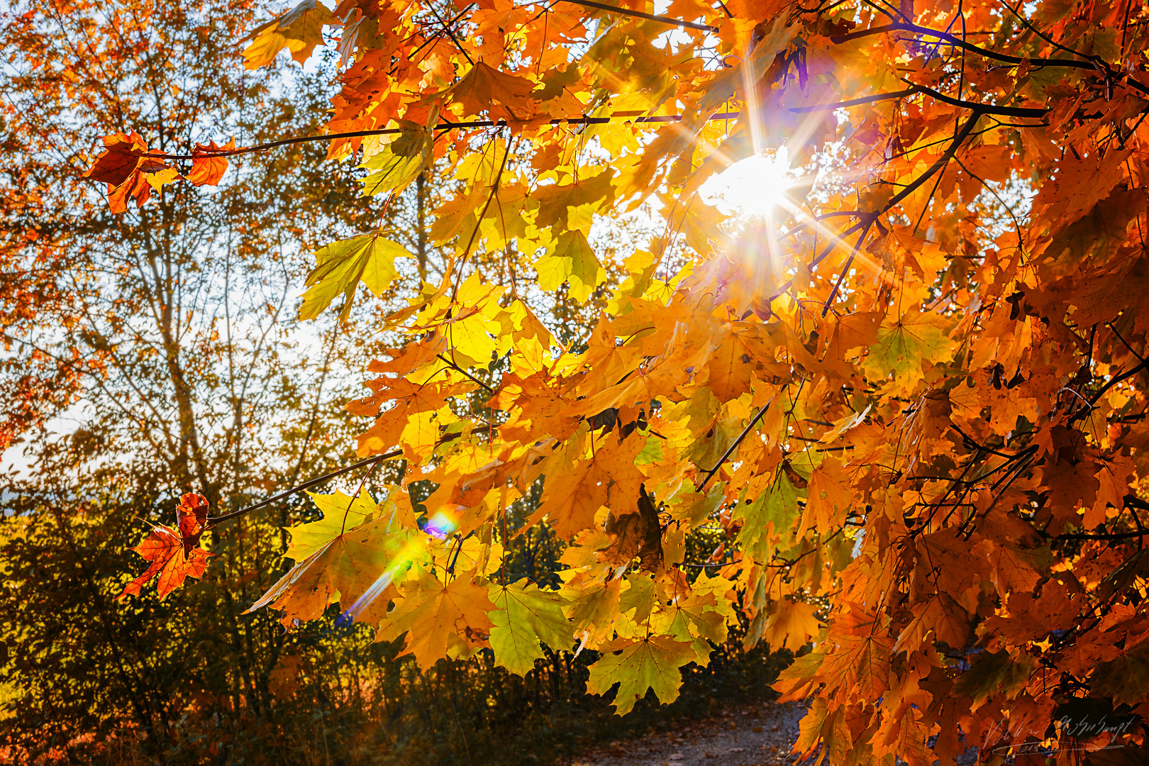 Herbstsonne