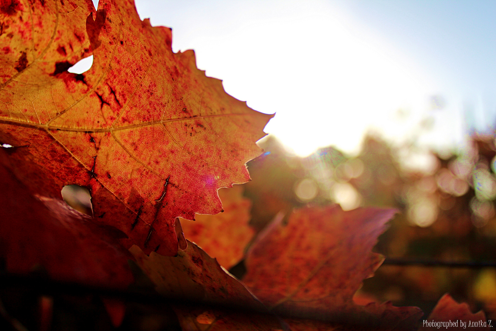 Herbstsonne