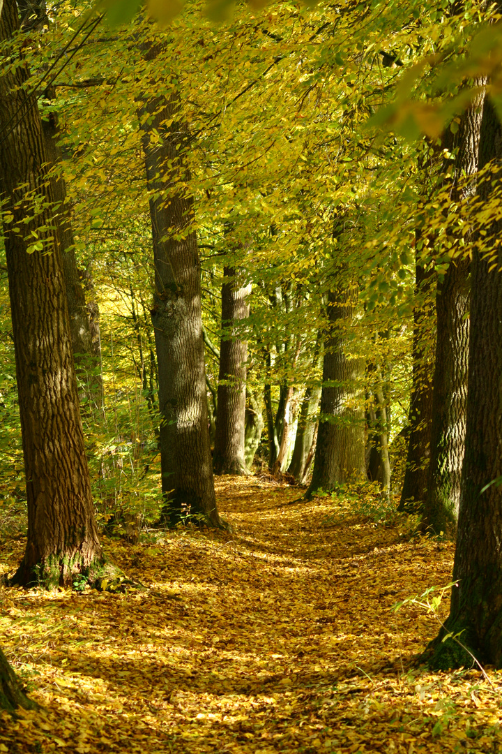 Herbstsonne