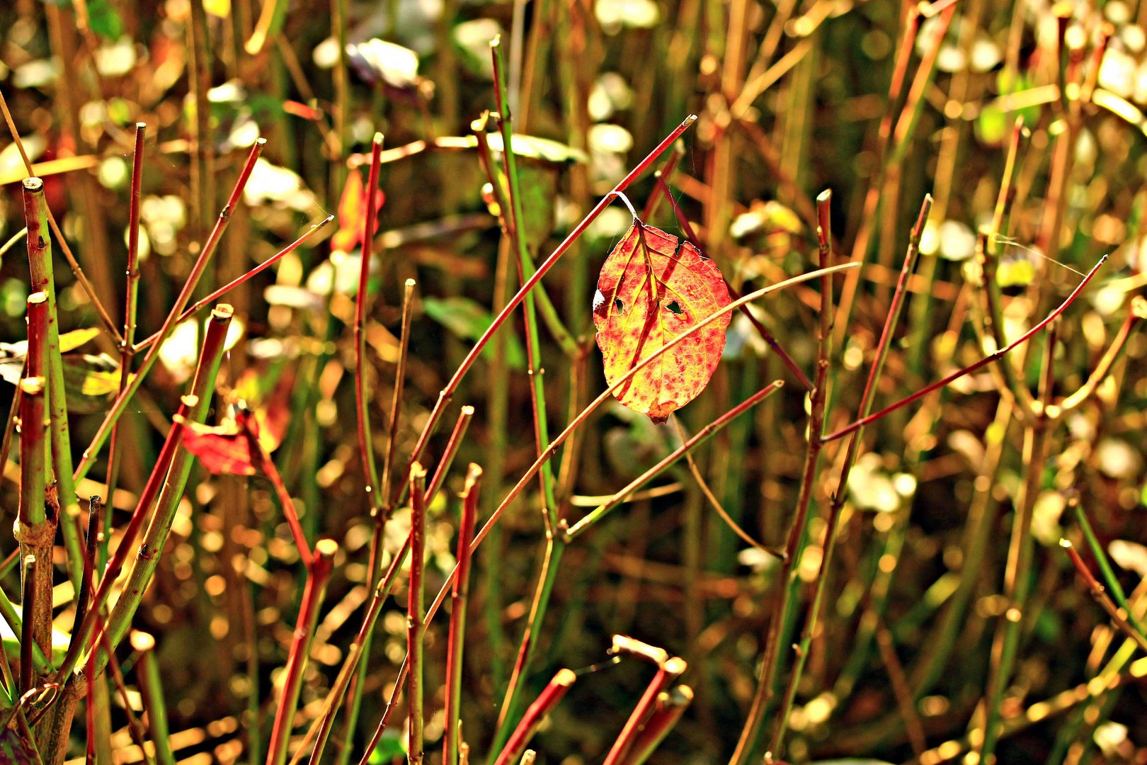 Herbstsonne