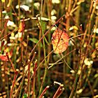 Herbstsonne