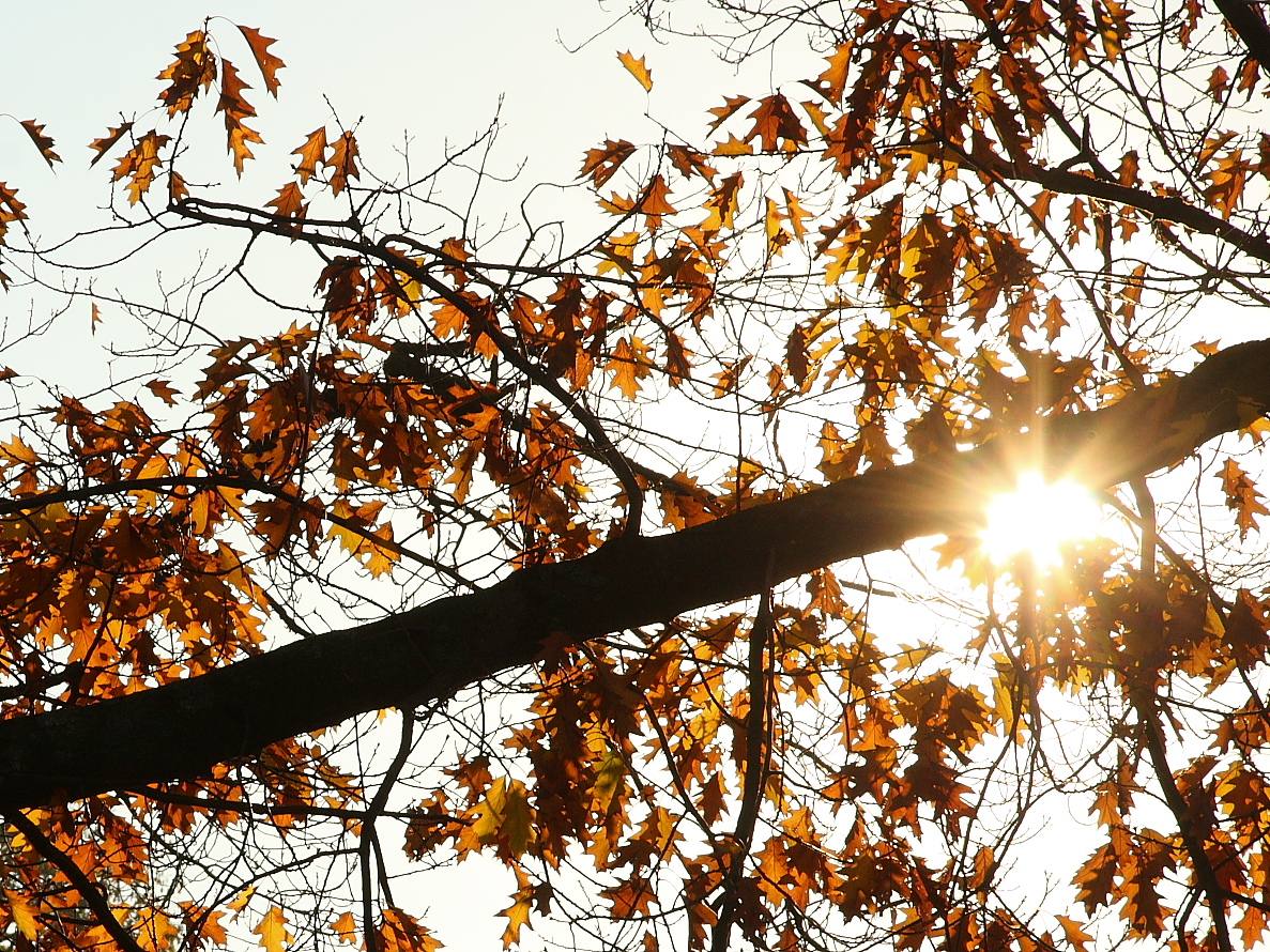 Herbstsonne