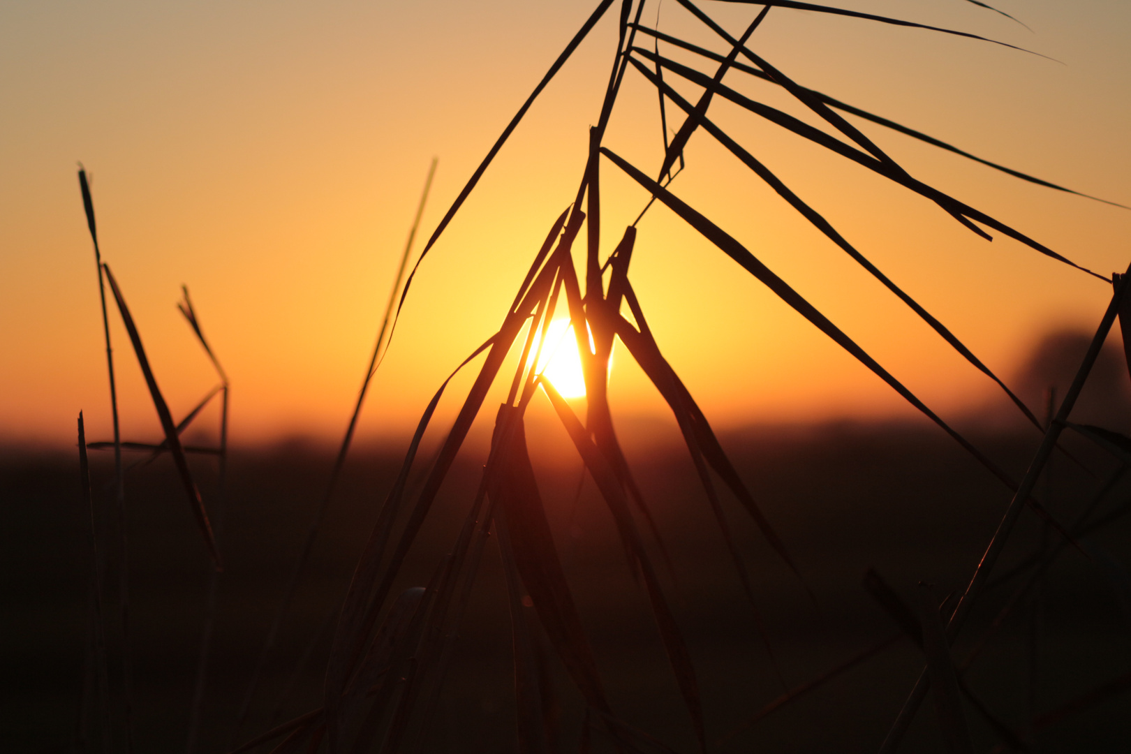 Herbstsonne