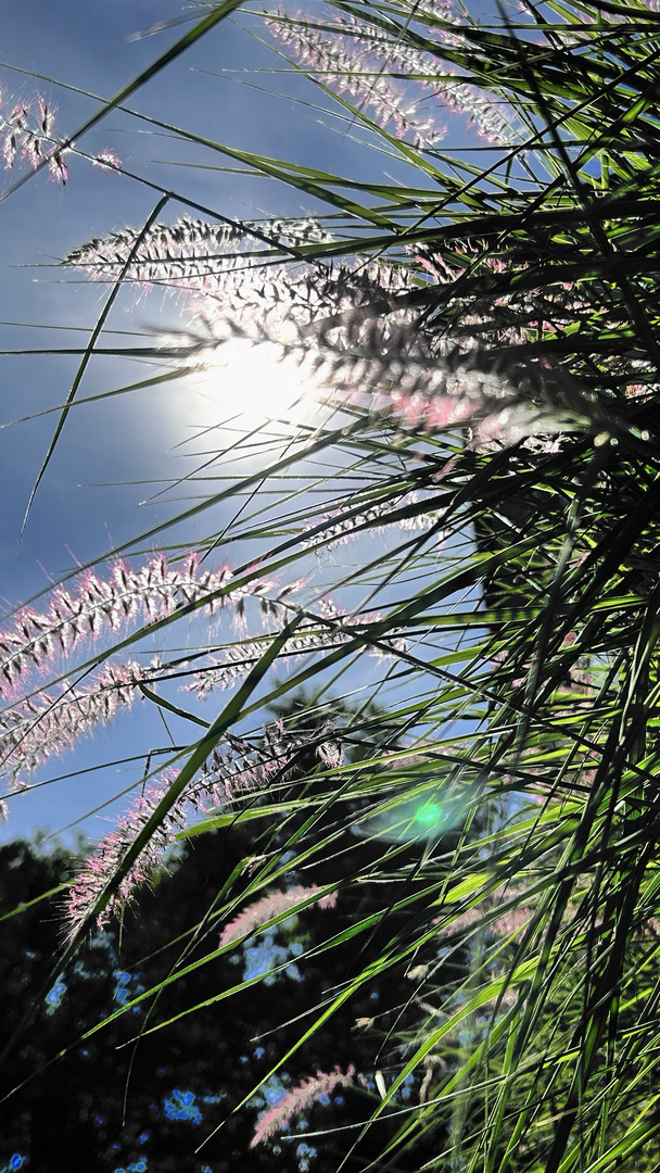 Herbstsonne 