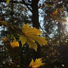 Herbstsonne