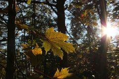 Herbstsonne