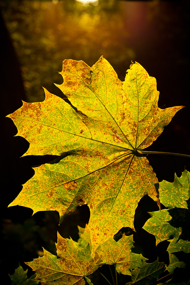 Herbstsonne