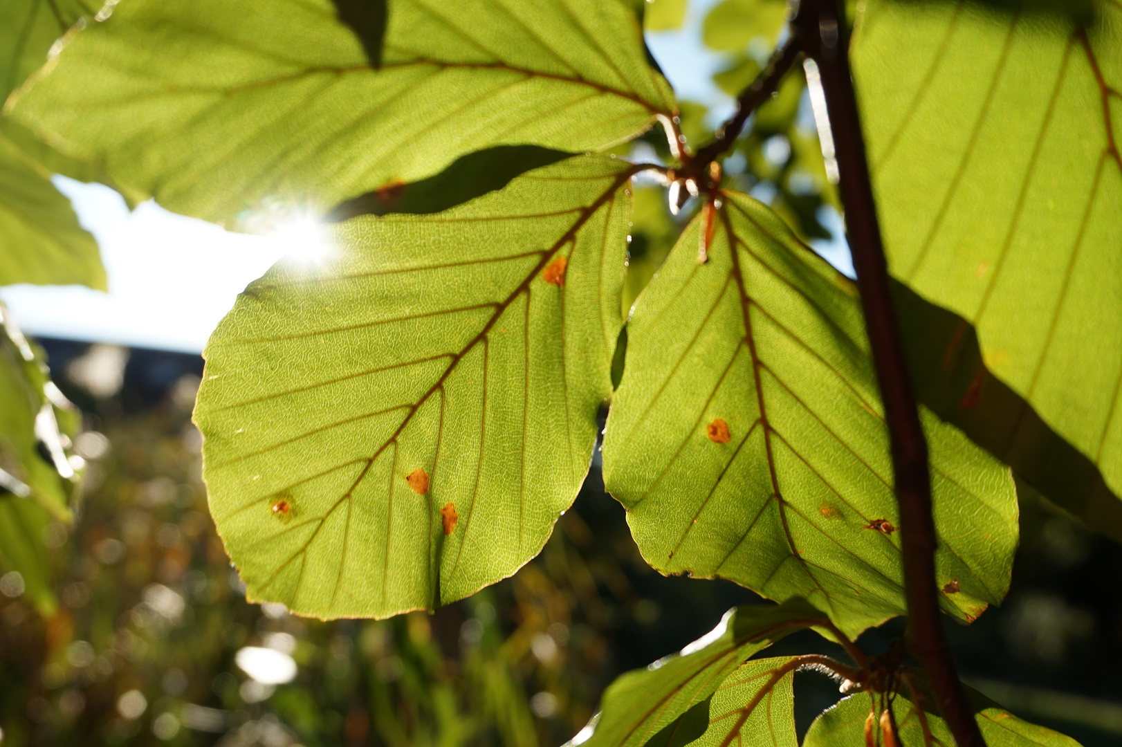 Herbstsonne