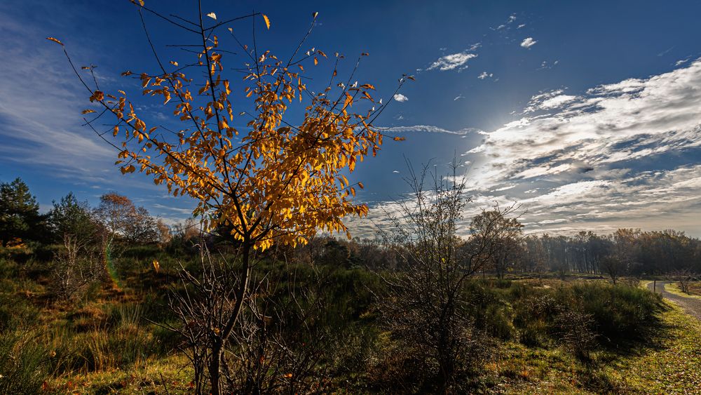 herbstsonne