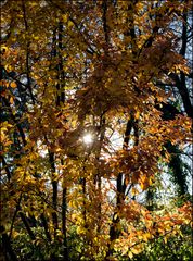 Herbstsonne