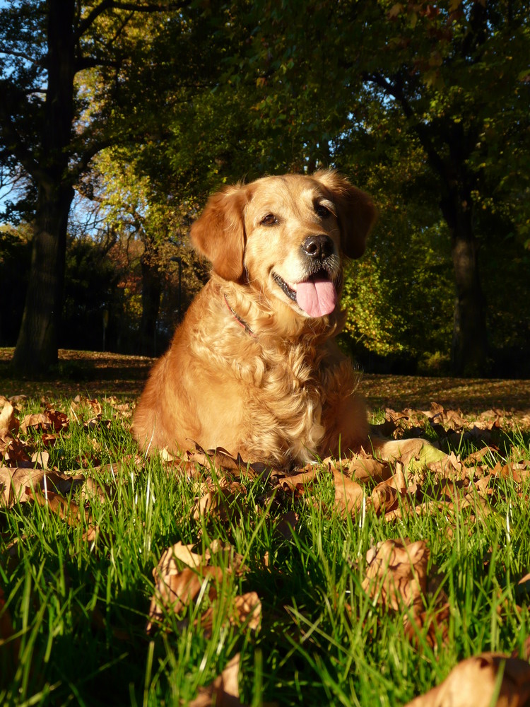 Herbstsonne