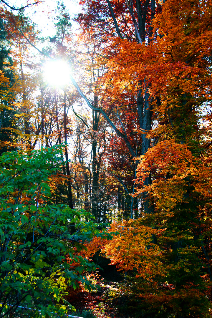 Herbstsonne