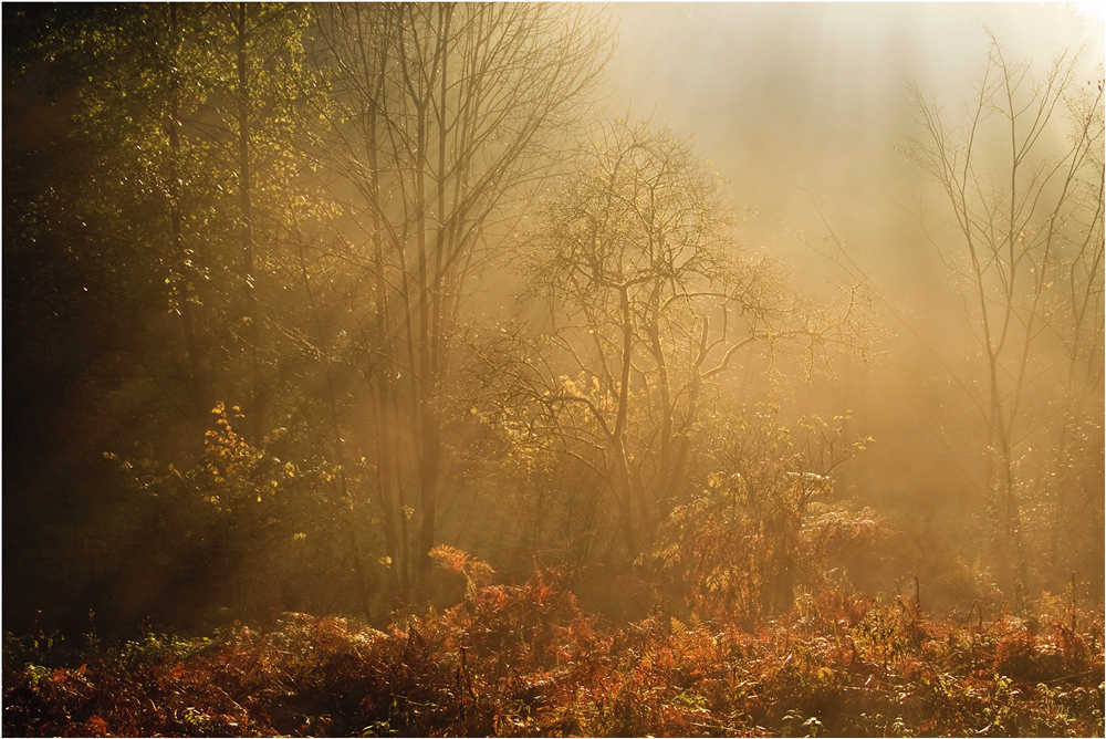 Herbstsonne