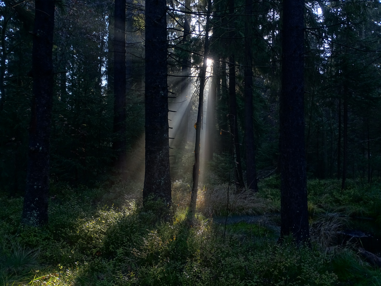 Herbstsonne