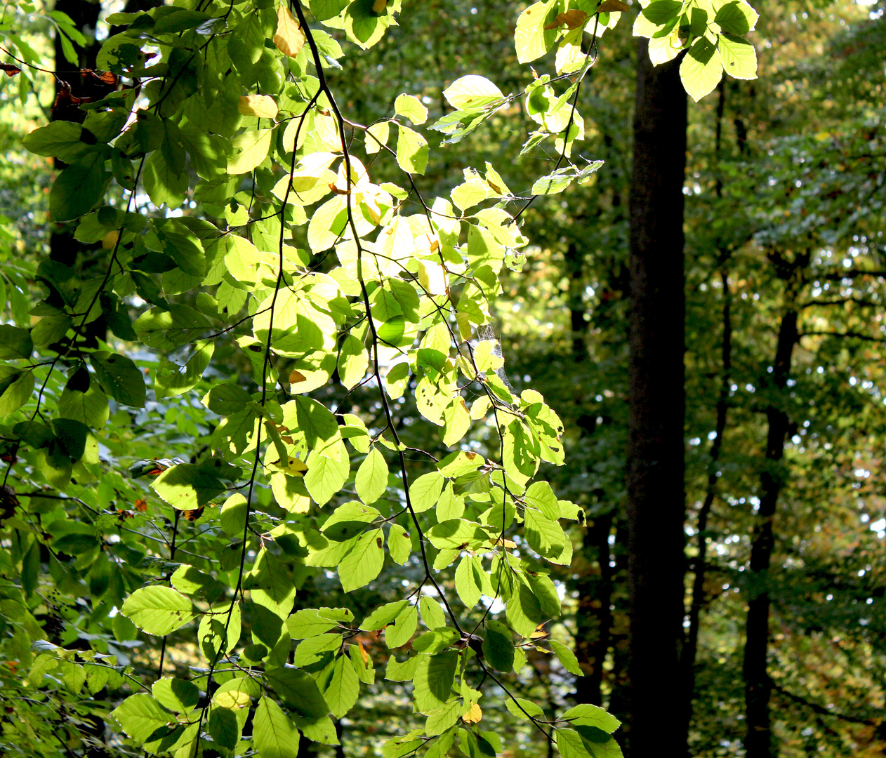 Herbstsonne