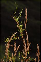 Herbstsonne