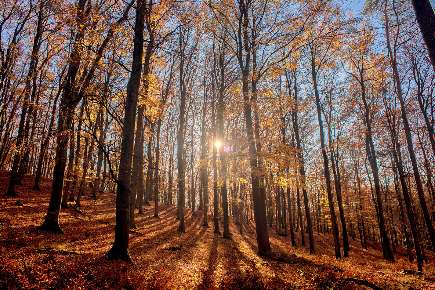 Herbstsonne