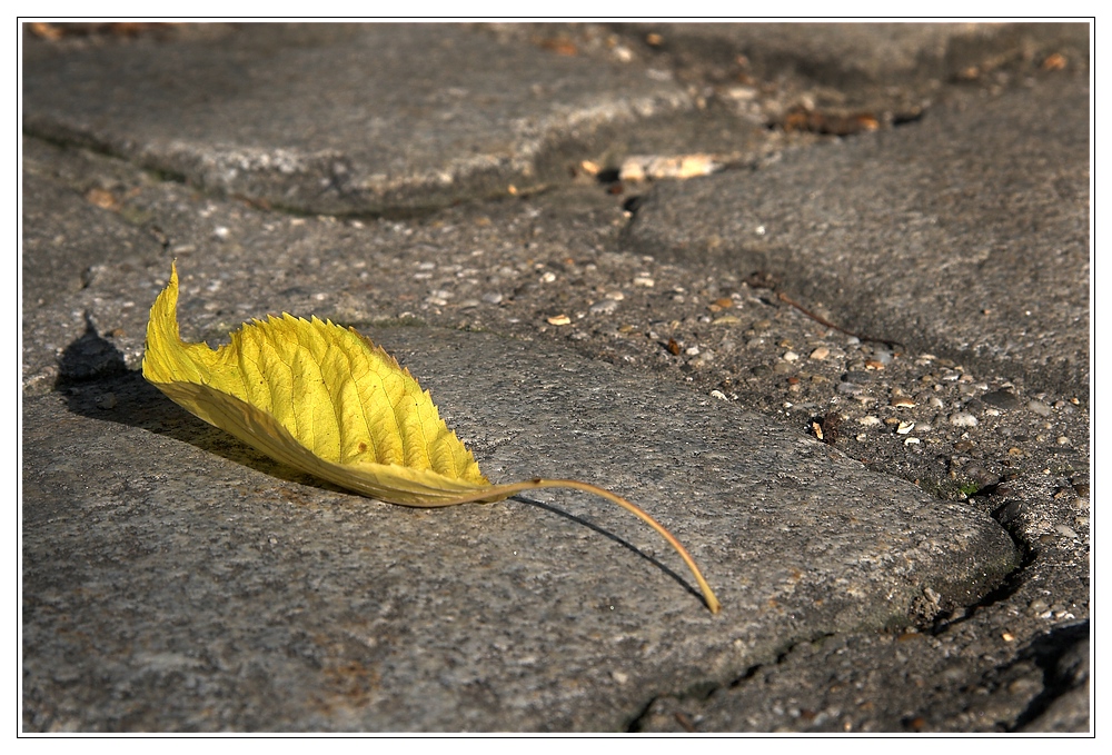 HERBSTSONNE