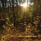 Herbstsonne - Abfahrt in den Sonnenuntergang