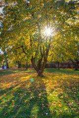 Herbstsonne