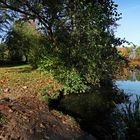 Herbstsonne am Fischteich