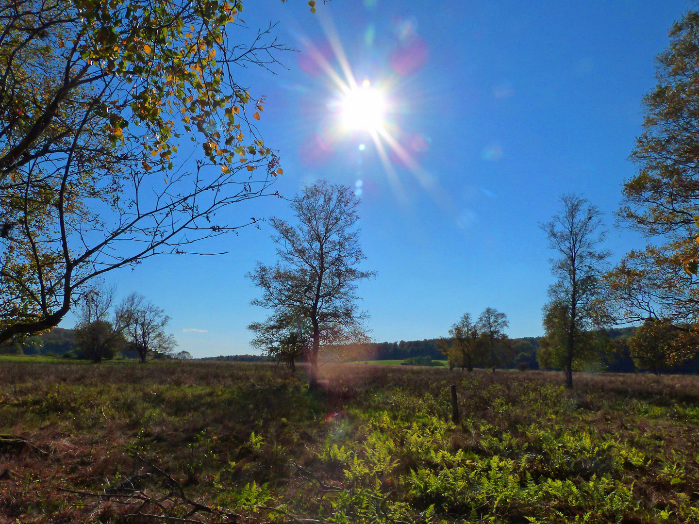 Herbstsonne am Hochmoor