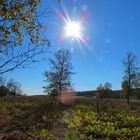 Herbstsonne am Hochmoor