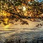 Herbstsonne am Langen See