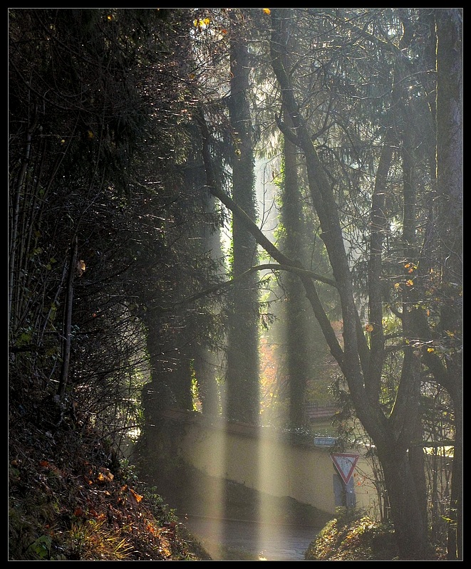 Herbstsonne am Morgen