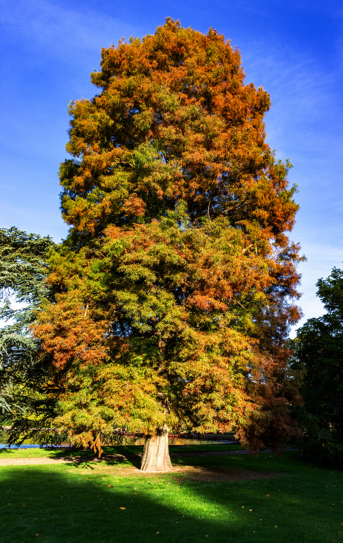 Herbstsonne am Nachmittag