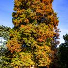 Herbstsonne am Nachmittag