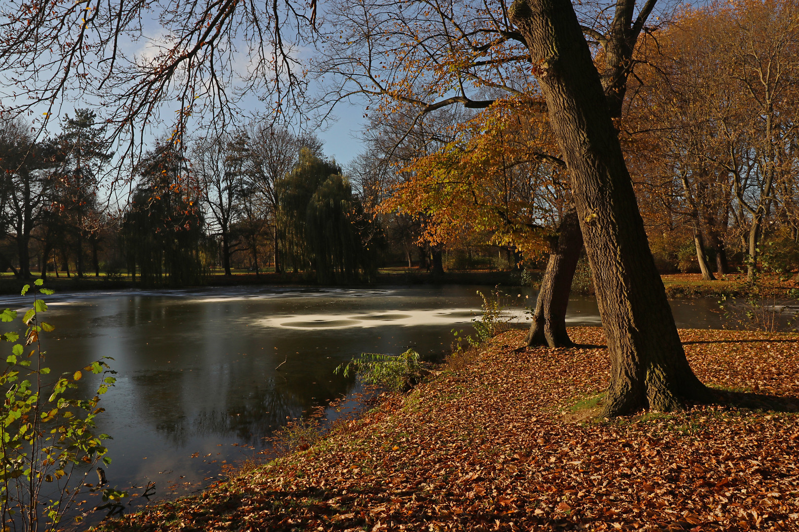 Herbstsonne am Teichufer