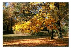 Herbstsonne auf buntem Laub