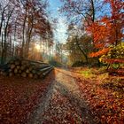 Herbstsonne auf dem Hermannsweg in Hörste.