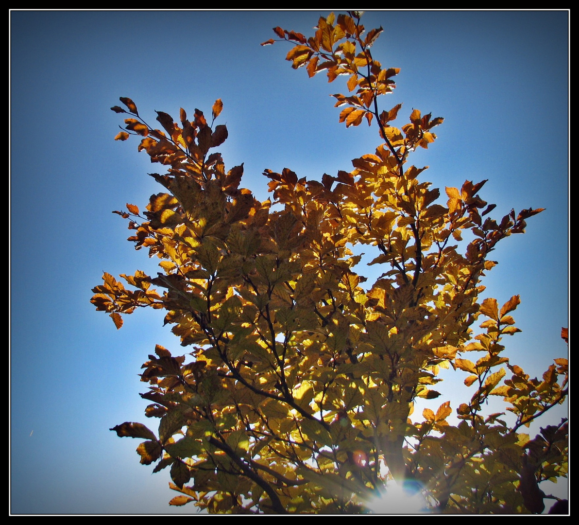 Herbstsonne