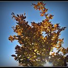 Herbstsonne