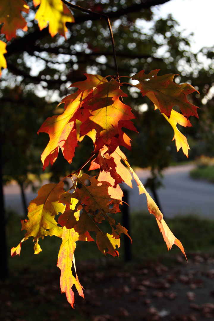 Herbstsonne