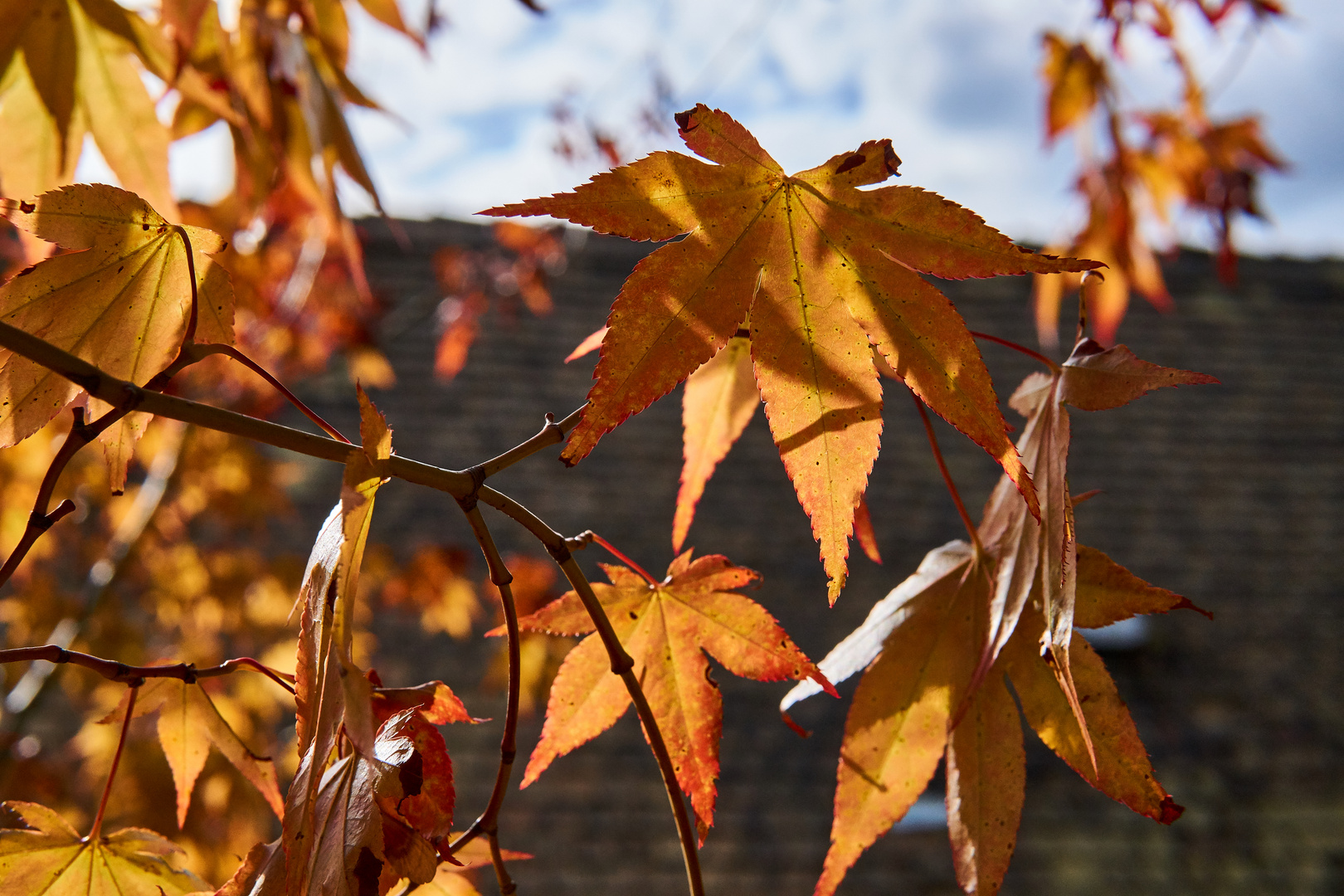 Herbstsonne