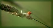 Herbstsonne von Benjamin E