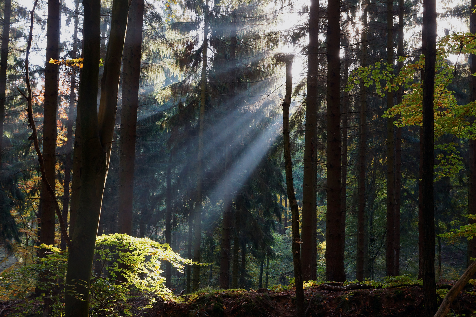 Herbstsonne