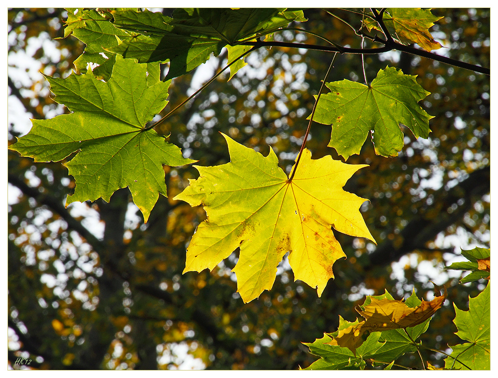 Herbstsonne