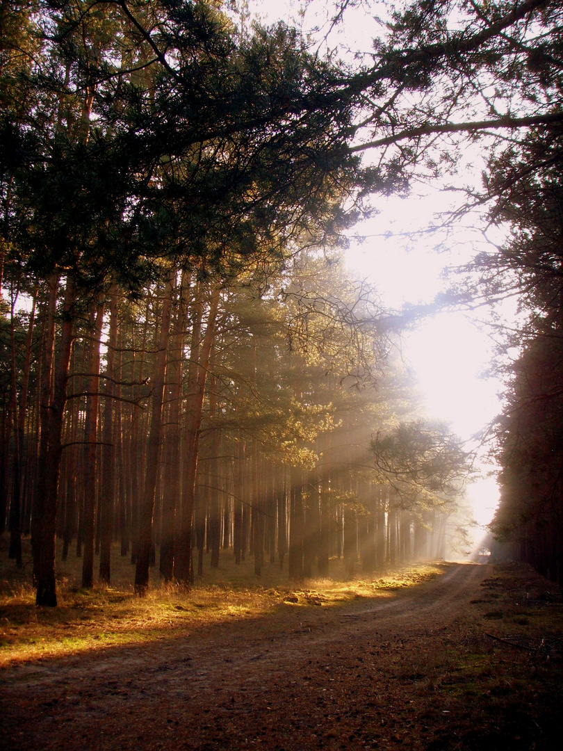 Herbstsonne beim Waldspaziergang