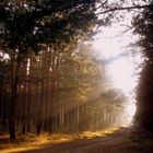 Herbstsonne beim Waldspaziergang