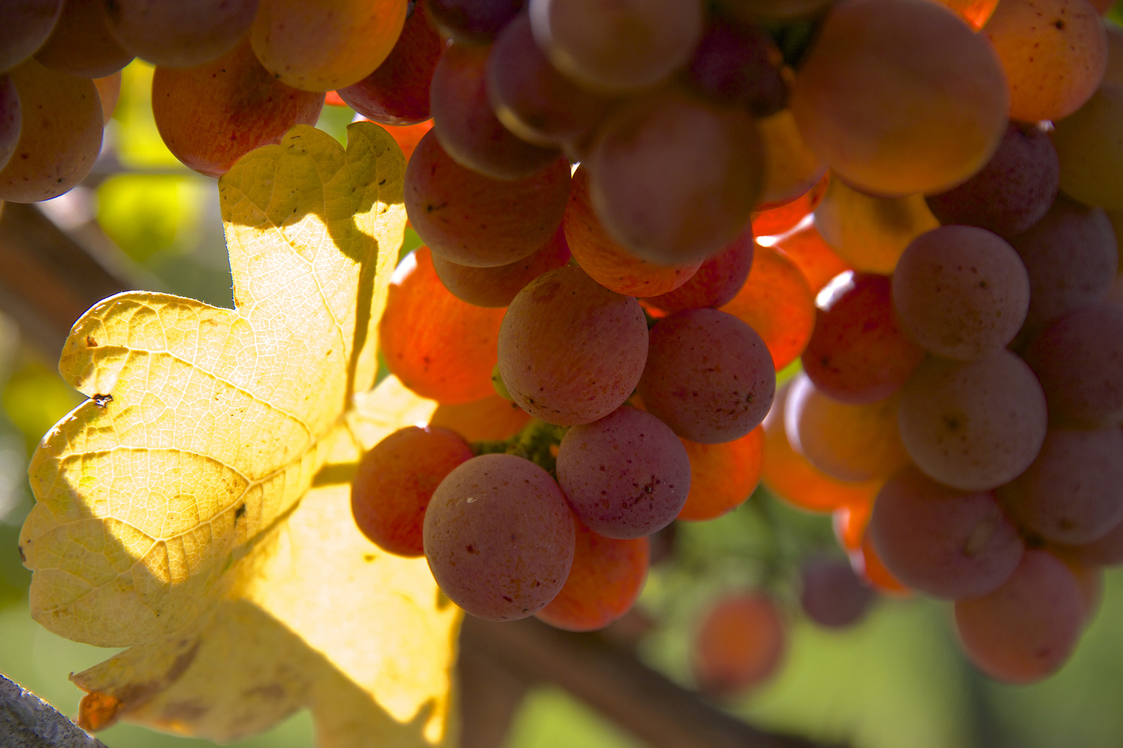 Herbstsonne braucht der Wein