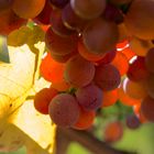 Herbstsonne braucht der Wein