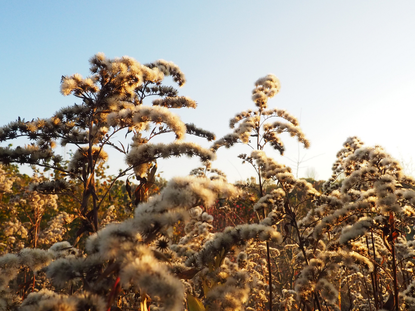 Herbstsonne bringt Herbstleuchten