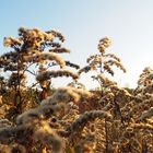 Herbstsonne bringt Herbstleuchten