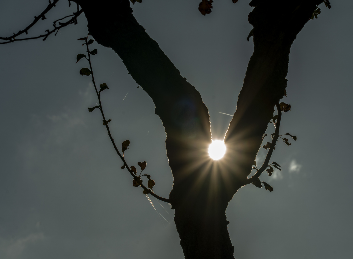 HERBSTSONNE