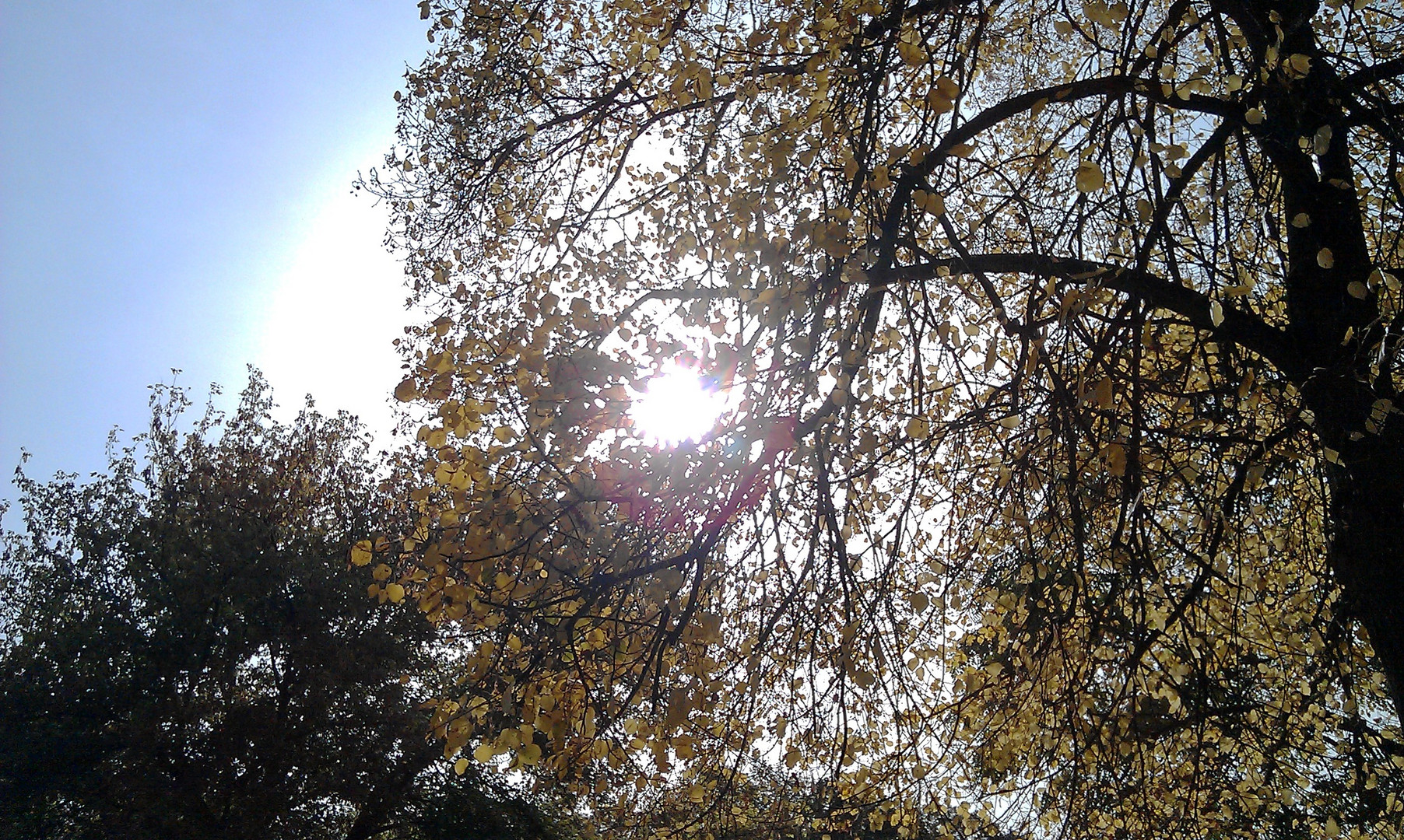 Herbstsonne