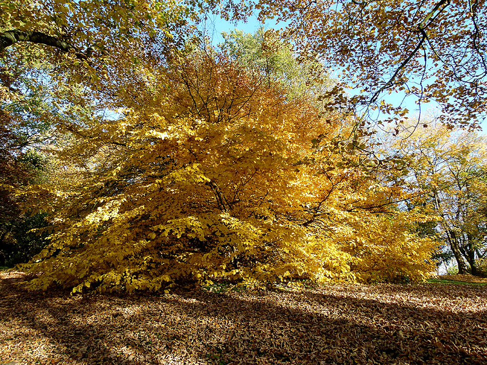 Herbstsonne